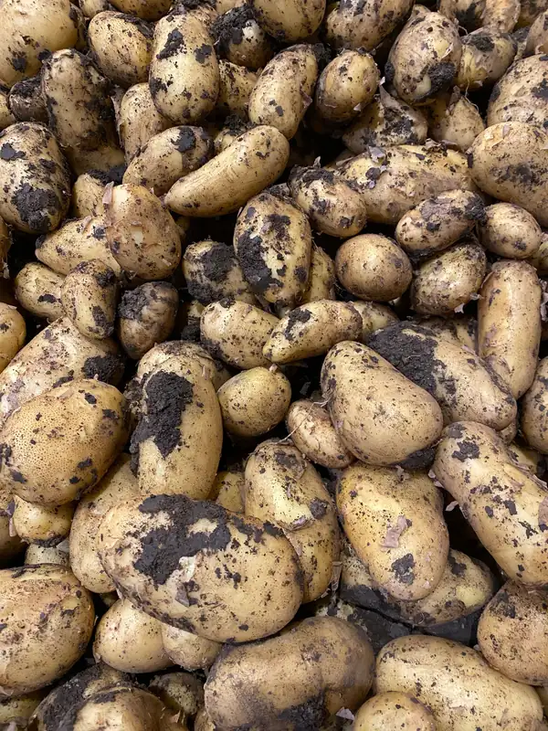 Freshly harvested potatoes in Deir El Ahmar