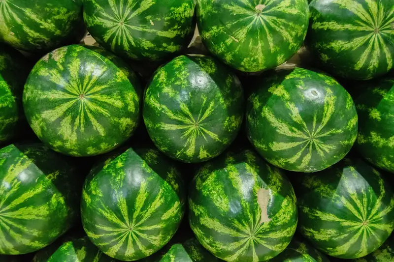 Watermelon harvest in Qaa