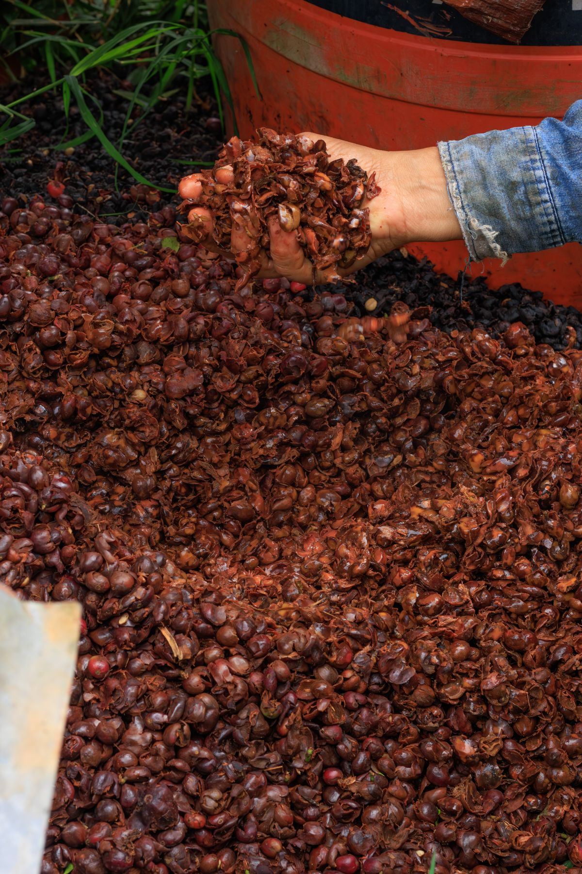 Hands mixing grape pomace, an agricultural residue ready for composting