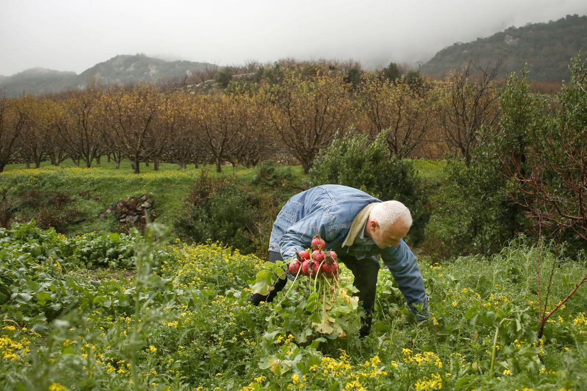 Farmer harvesting radishes in a green field in the Levant